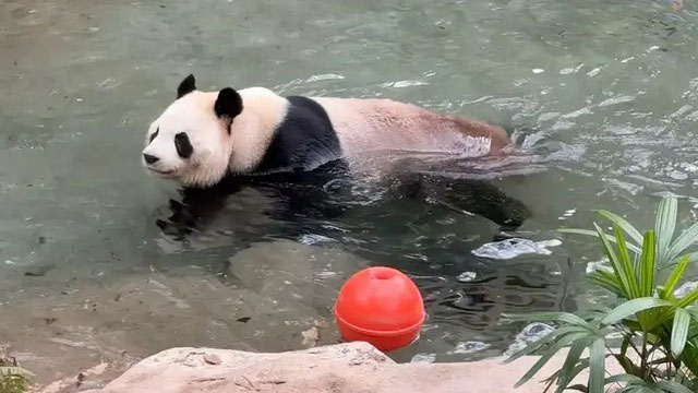 Picture 2 of Why can giant pandas swim but they can still drown?