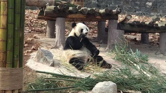 Picture 3 of Why can giant pandas swim but they can still drown?