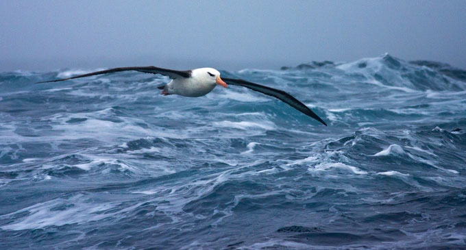 Picture 2 of Why can migratory birds fly thousands of kilometers without eating?