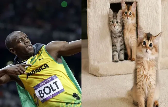 Picture 1 of Why can't Usain Bolt run faster than a domestic cat?
