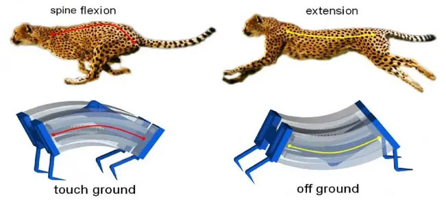 Picture 2 of Why can't Usain Bolt run faster than a domestic cat?