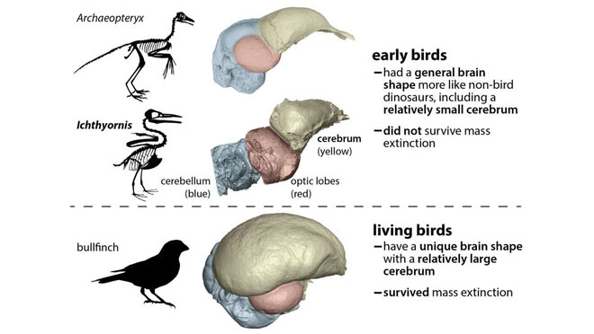 Picture 2 of Why did birds survive when meteorites wiped out dinosaurs?