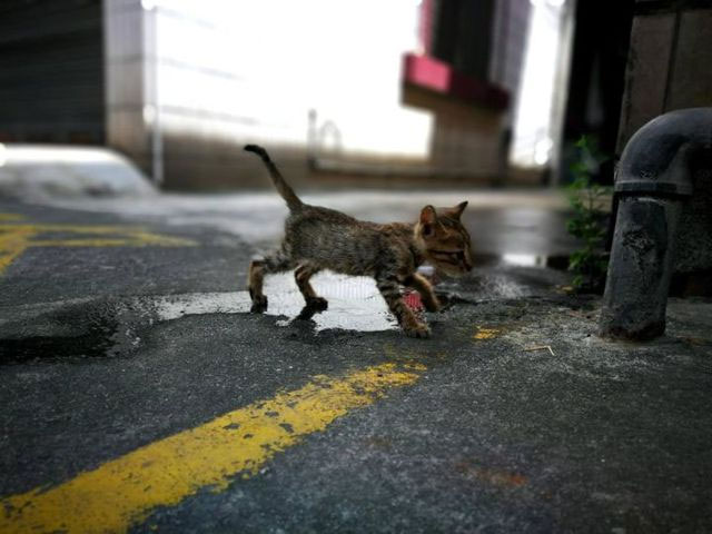 Why did Japan decide to use 'identity cards' for pets? Picture 3