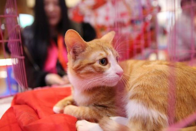 Why did Japan decide to use 'identity cards' for pets? Picture 4