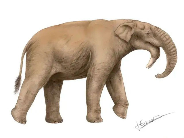 Picture 2 of Why did the ancient elephant Deinotherium have inverted tusks?