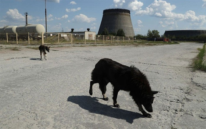 Picture 1 of Why did the dogs at Chernobyl undergo such rapid evolution?