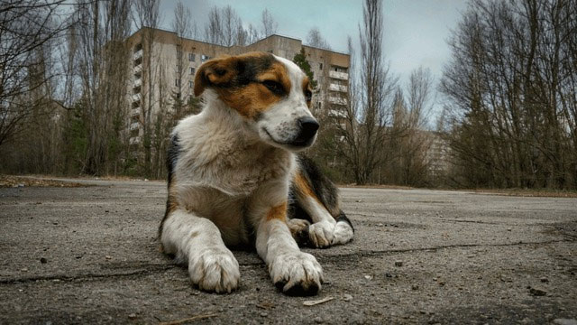 Picture 2 of Why did the dogs at Chernobyl undergo such rapid evolution?