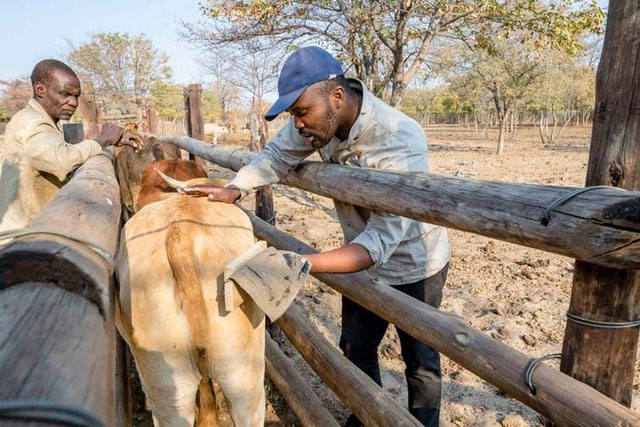 Picture 2 of Why do African farmers draw eyes on their cows' buttocks?