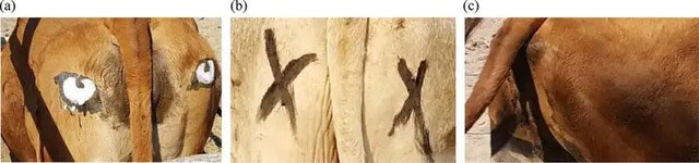 Picture 3 of Why do African farmers draw eyes on their cows' buttocks?
