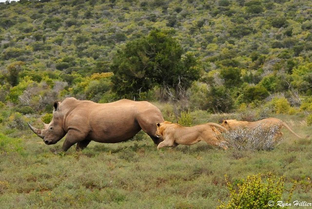 Picture 1 of Why do African lions dare to hunt wild buffalo weighing nearly 1 ton but do not dare to hunt rhino?