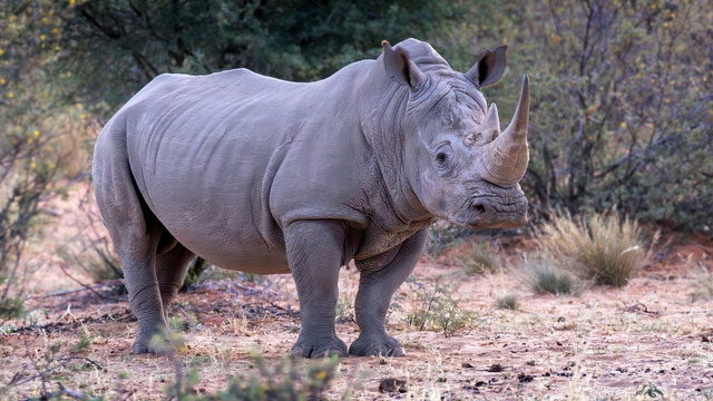 Picture 2 of Why do African lions dare to hunt wild buffalo weighing nearly 1 ton but do not dare to hunt rhino?
