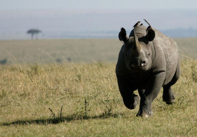 Picture 3 of Why do African lions dare to hunt wild buffalo weighing nearly 1 ton but do not dare to hunt rhino?