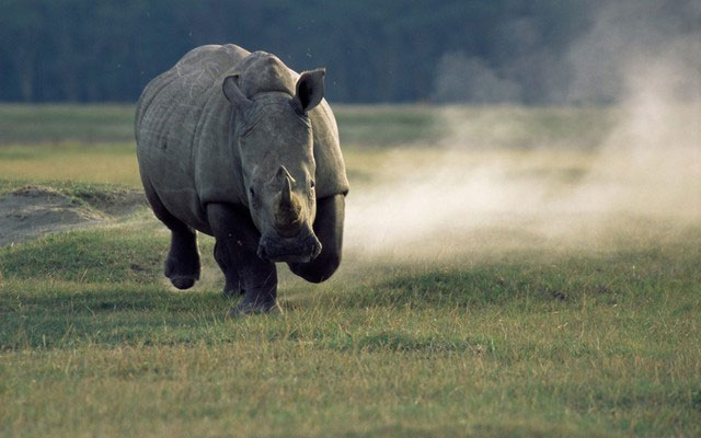 Picture 4 of Why do African lions dare to hunt wild buffalo weighing nearly 1 ton but do not dare to hunt rhino?