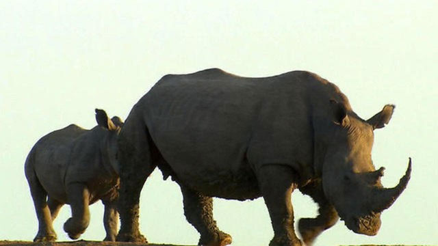 Picture 5 of Why do African lions dare to hunt wild buffalo weighing nearly 1 ton but do not dare to hunt rhino?