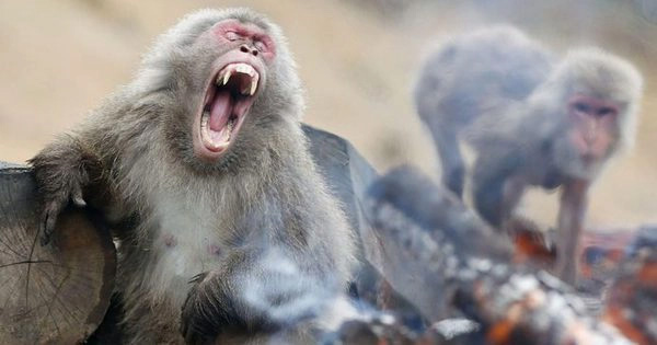 Picture 1 of Why do animals in Japan suddenly 'rebellion', attacking people?
