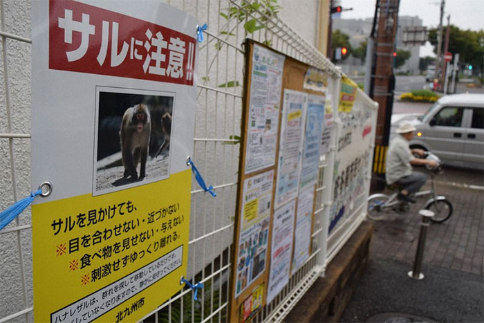 Picture 2 of Why do animals in Japan suddenly 'rebellion', attacking people?