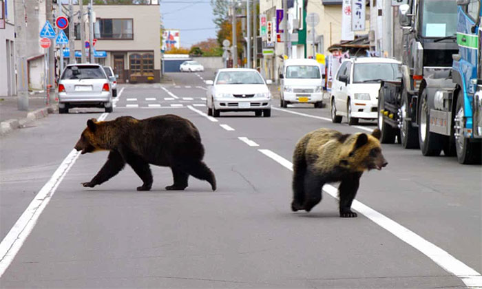 Picture 5 of Why do animals in Japan suddenly 'rebellion', attacking people?