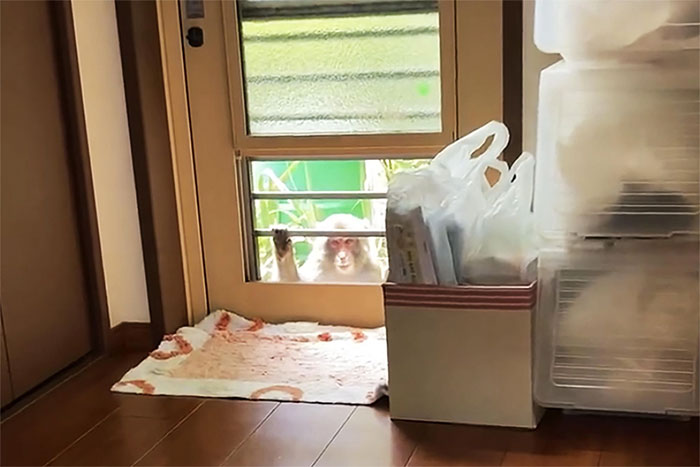 Picture 6 of Why do animals in Japan suddenly 'rebellion', attacking people?
