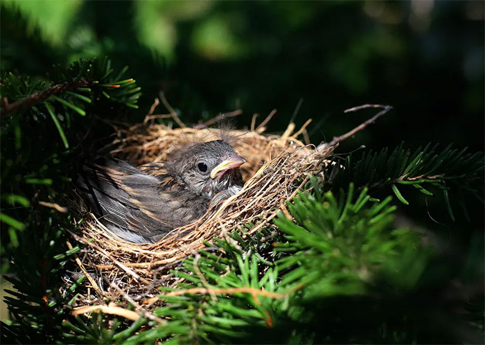 Why do birds with cup-shaped nests have a higher survival rate than birds with dome-shaped nests? Picture 2