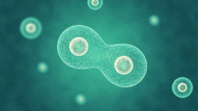 Picture 2 of Why do cancer cells kill their hosts while when the host dies, they also die?