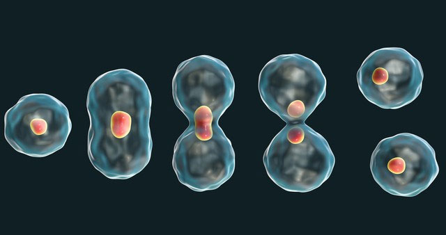 Picture 3 of Why do cancer cells kill their hosts while when the host dies, they also die?