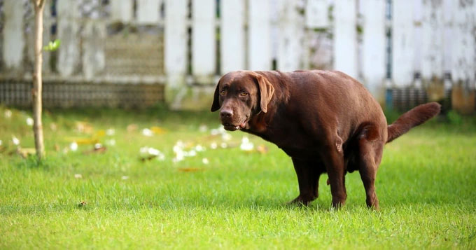 Picture 1 of Why do dogs often stare at us while going to the toilet?