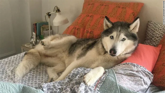 Picture 1 of Why do dogs sometimes have seizures during sleep?