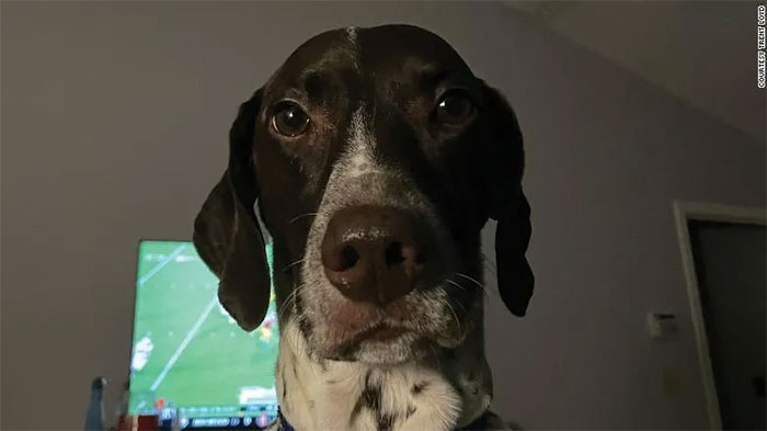 Picture 3 of Why do dogs sometimes have seizures during sleep?