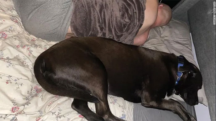 Picture 4 of Why do dogs sometimes have seizures during sleep?