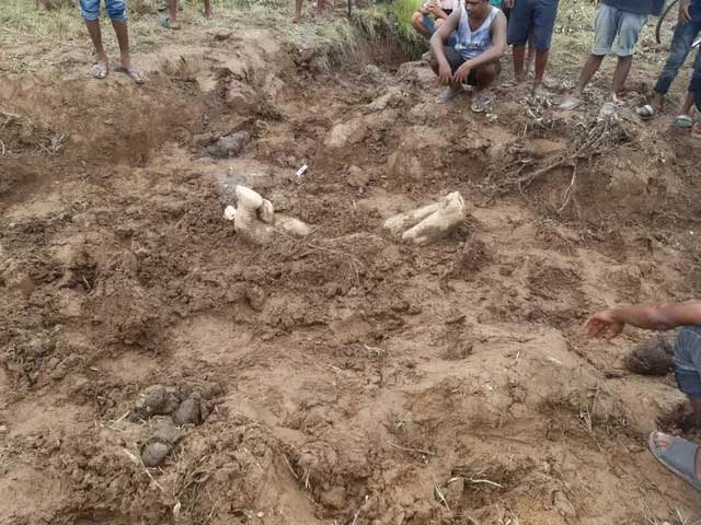 Why do elephants bury dead baby elephants with their hooves in the air? Picture 2