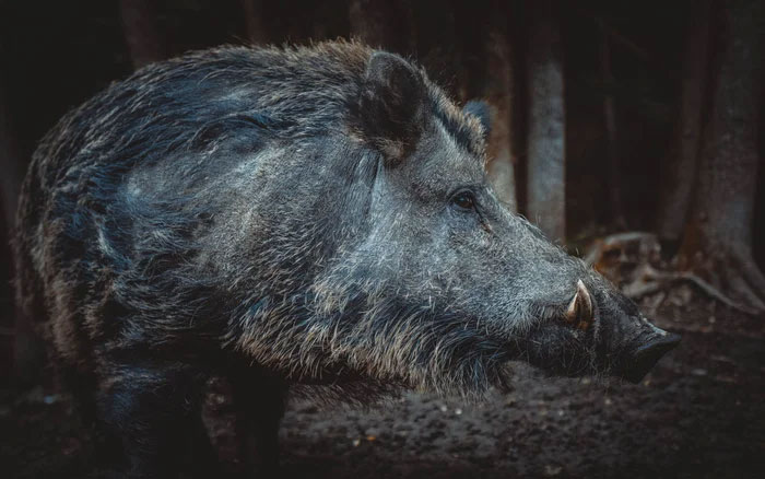 Picture 1 of Why do feral pigs cost the United States up to $2.5 billion?