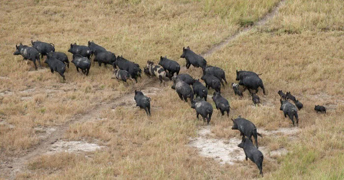 Picture 2 of Why do feral pigs cost the United States up to $2.5 billion?