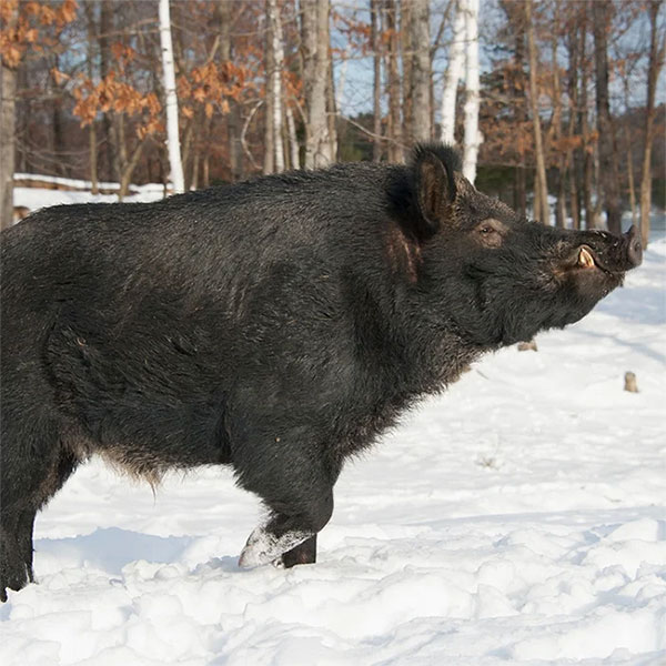 Picture 3 of Why do feral pigs cost the United States up to $2.5 billion?