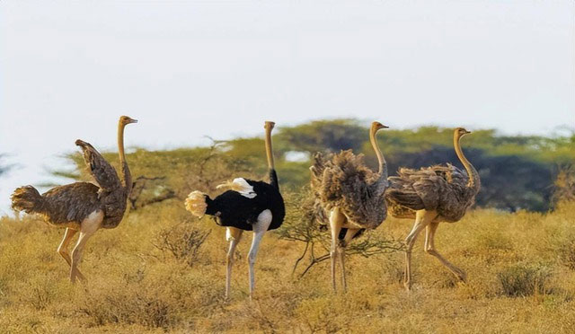 Picture 2 of Why do lions, known as 'top predators', rarely hunt ostriches?