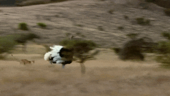 Why Do Lions Known As top Predators Rarely Hunt Ostriches Why Do Lions Known As top Predators Rarely Hunt Ostriches