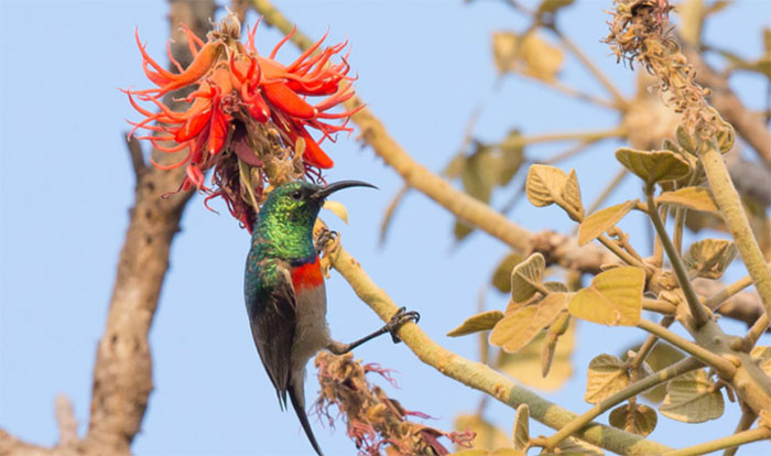 Picture 1 of Why do many birds sing only 'one song' for millions of years?