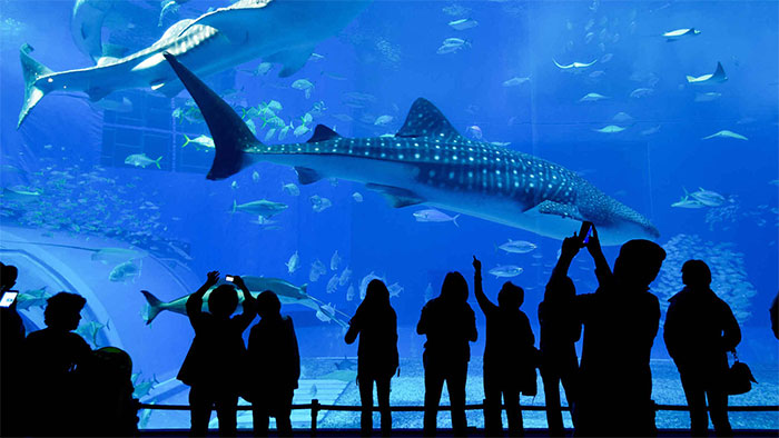Picture 3 of Why do many museums and aquariums ban tourists from taking photos?