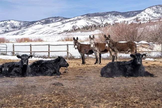 Why do many places in the United States keep donkeys to protect the herd instead of herding dogs? Picture 1