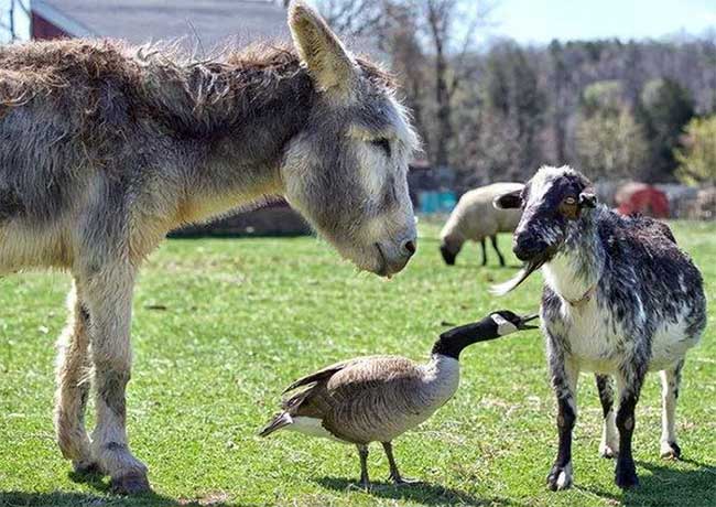 Why do many places in the United States keep donkeys to protect the herd instead of herding dogs? Picture 2