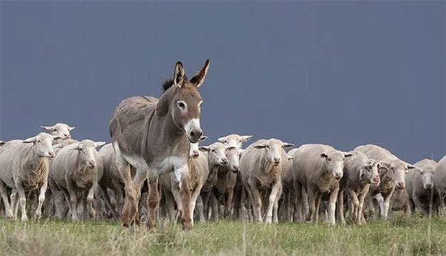 Why do many places in the United States keep donkeys to protect the herd instead of herding dogs? Picture 3