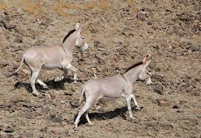 Why do many places in the United States keep donkeys to protect the herd instead of herding dogs? Picture 4