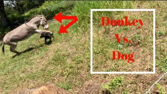 Why do many places in the United States keep donkeys to protect the herd instead of herding dogs? Picture 5