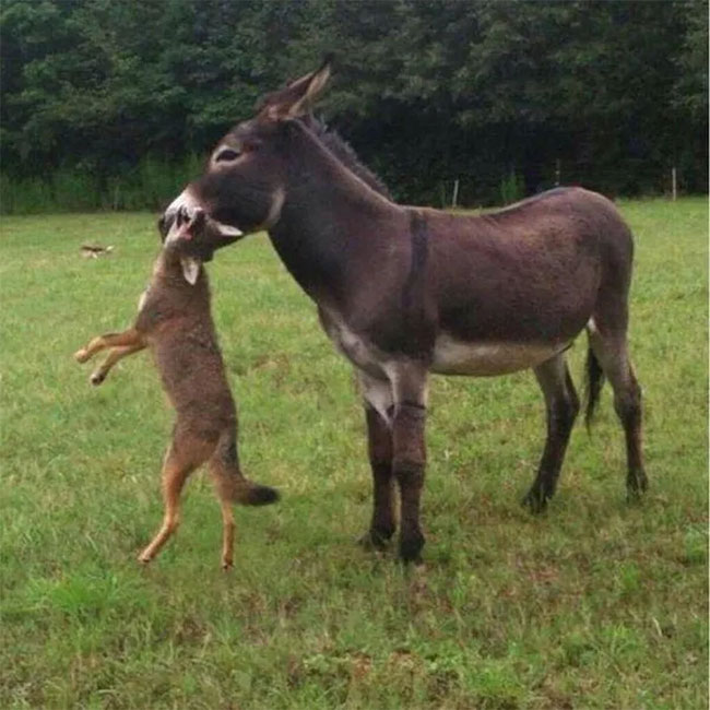Why do many places in the United States keep donkeys to protect the herd instead of herding dogs? Picture 6