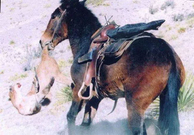 Why do many places in the United States keep donkeys to protect the herd instead of herding dogs? Picture 7