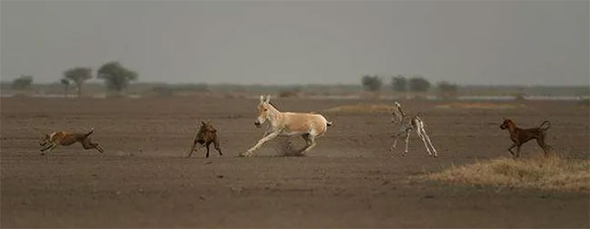 Why do many places in the United States keep donkeys to protect the herd instead of herding dogs? Picture 8