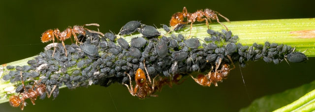 Picture 3 of Why do many scientists believe that ants are the most perfectly evolved creatures on Earth?