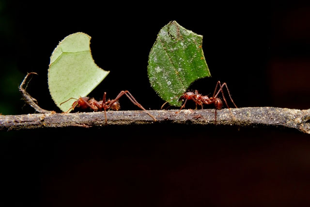 Picture 4 of Why do many scientists believe that ants are the most perfectly evolved creatures on Earth?