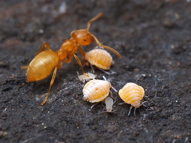 Picture 5 of Why do many scientists believe that ants are the most perfectly evolved creatures on Earth?
