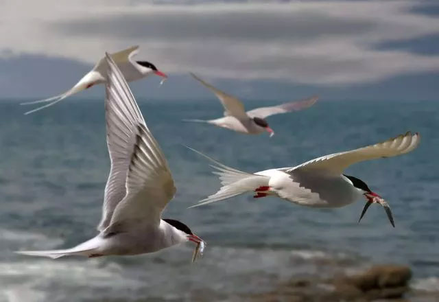 Picture 2 of Why do migratory birds not always stay in the South but have to 'work hard' to fly to the North when the cold season is over?