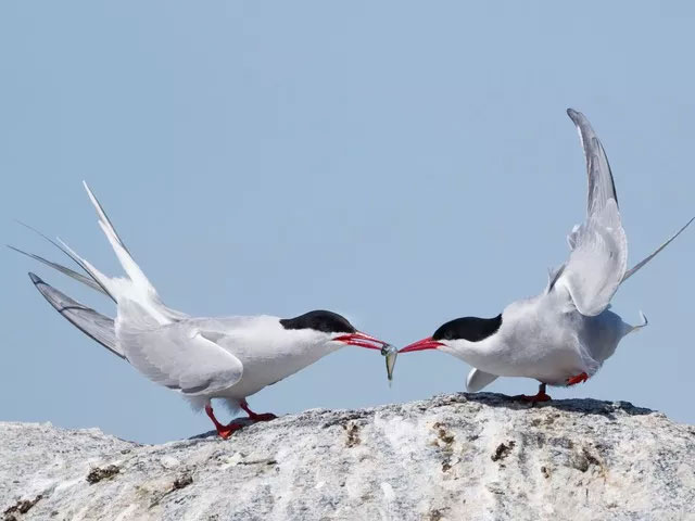 Picture 3 of Why do migratory birds not always stay in the South but have to 'work hard' to fly to the North when the cold season is over?